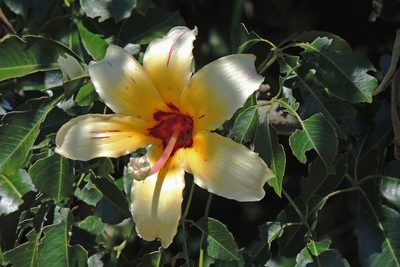 Ceiba chodatii, photographed by Hugo Hulsberg