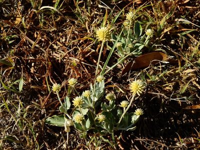 Pfaffia gnaphalioides, photographed by Guillermo Debandi