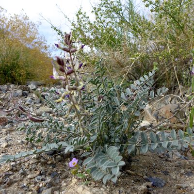 Astragalus layneae, photographed by John Hibbard