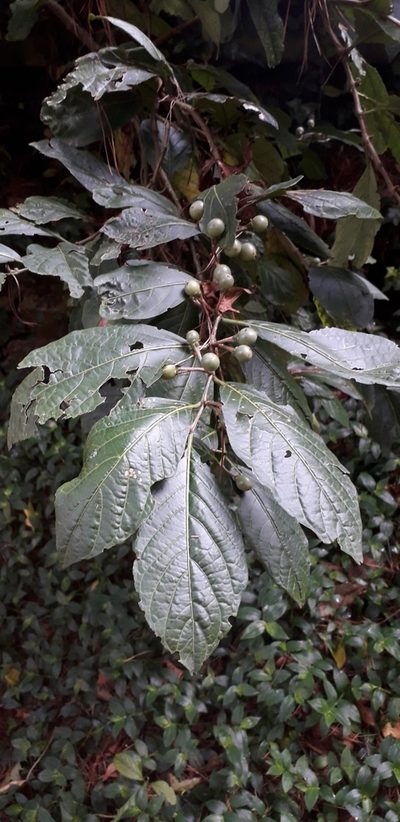 Solanum cornifolium, photographed by Juan Carlos Caicedo Hernández
