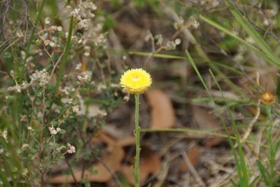 Coronidium scorpioides, photographed by Rod Lowther
