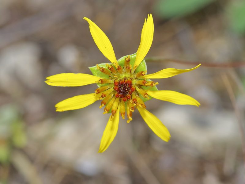 Tetragonotheca texana, photographed by Michelle W. （鍾偉瑋）