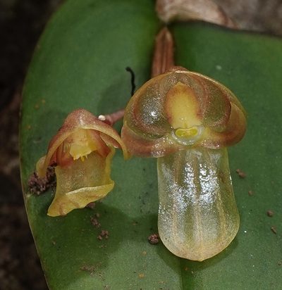 Pleurothallis octavioi, photographed by desertnaturalist