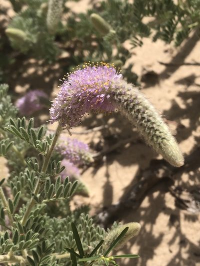 Dalea villosa, photographed by Jared Shorma