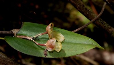 Pleurothallis octavioi, photographed by desertnaturalist