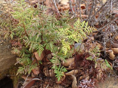 Aspidotis californica, photographed by George Williams