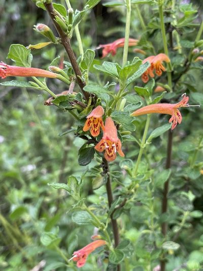 Clinopodium tomentosum, photographed by Diego F. Cisneros-Heredia