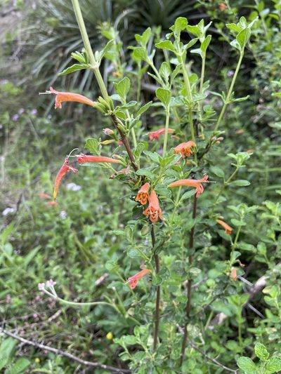 Clinopodium tomentosum, photographed by Diego F. Cisneros-Heredia