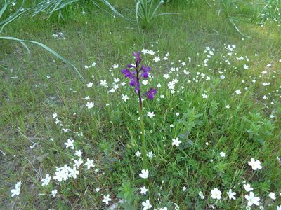 Anacamptis laxiflora, photographed by Andreas Taeger