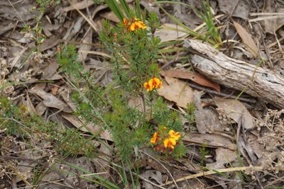 Pultenaea humilis, photographed by Rod Lowther