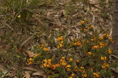 Pultenaea humilis, photographed by Rod Lowther