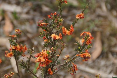 Dillwynia sericea, photographed by Rod Lowther
