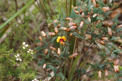 Bossiaea obtusangula, photographed by Rod Lowther