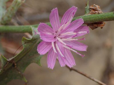 Stephanomeria cichoriacea, photographed by George Williams