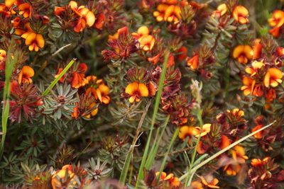 Pultenaea humilis, photographed by Rod Lowther