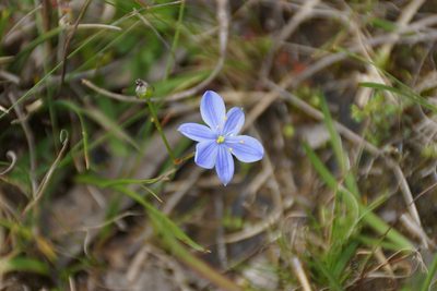 Chamaescilla corymbosa, photographed by Rod Lowther