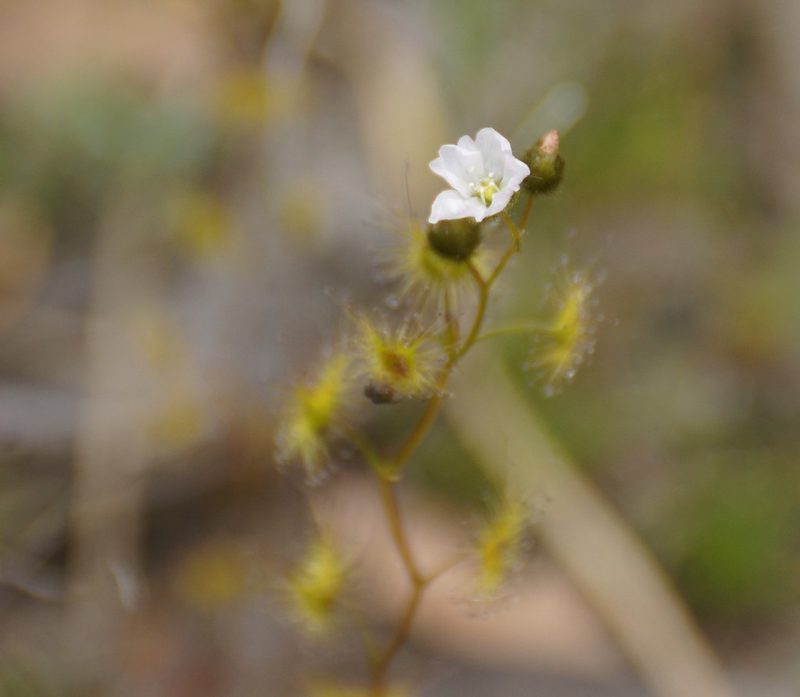 Drosera gunniana, photographed by Rod Lowther