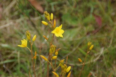 Bulbine bulbosa, photographed by Rod Lowther