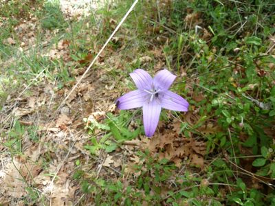 Campanula spatulata, photographed by Andreas Taeger