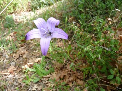 Campanula spatulata, photographed by Andreas Taeger