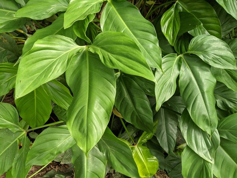Philodendron tripartitum, photographed by JCorven