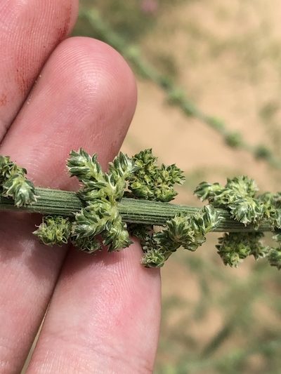 Amaranthus arenicola, photographed by Jared Shorma