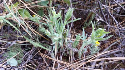 Lithospermum californicum, photographed by rickr