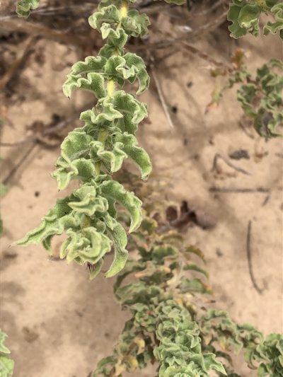 Oenothera cinerea, photographed by Jared Shorma