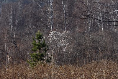 Salix pentandra, photographed by Oleg Kosterin