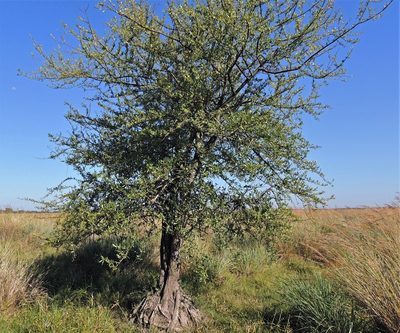 Tabebuia nodosa, photographed by Hugo Hulsberg