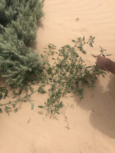 Amaranthus arenicola, photographed by Jared Shorma