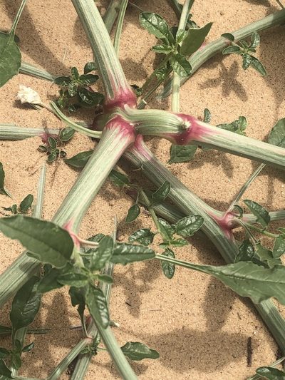 Amaranthus arenicola, photographed by Jared Shorma