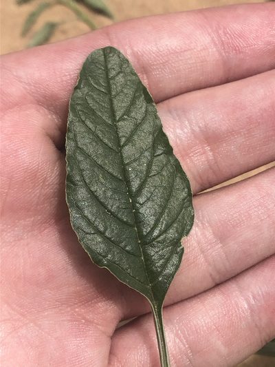 Amaranthus arenicola, photographed by Jared Shorma
