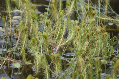 Myriophyllum variifolium, photographed by Rod Lowther