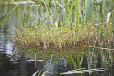 Myriophyllum variifolium, photographed by Rod Lowther