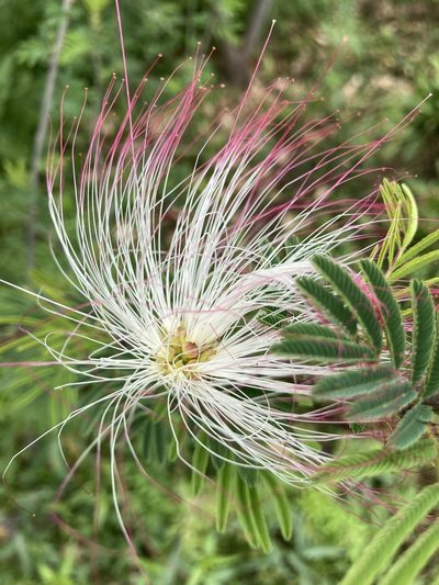 Calliandra parvifolia, photographed by Facundo Chieffo