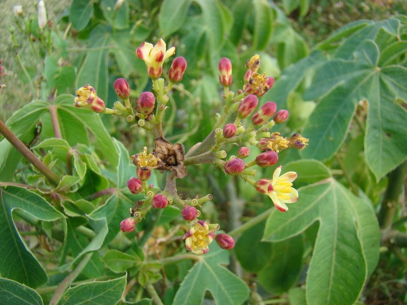 Jatropha hieronymi, photographed by fanfont