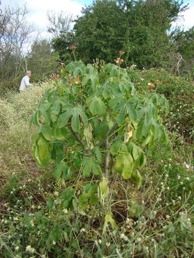 Jatropha hieronymi, photographed by fanfont