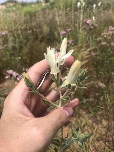 Mentzelia strictissima, photographed by Jared Shorma