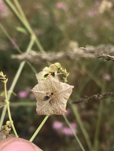 Mirabilis glabra, photographed by Jared Shorma