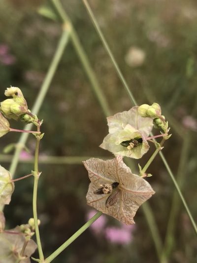 Mirabilis glabra, photographed by Jared Shorma