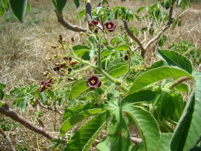 Jatropha hippocastanifolia, photographed by fanfont