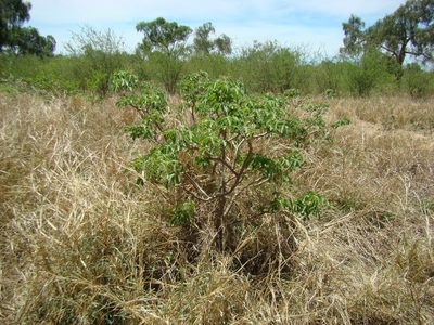 Jatropha hippocastanifolia, photographed by fanfont