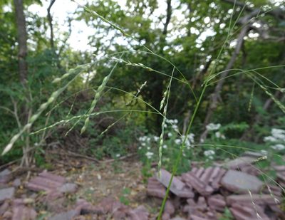 Panicum dichotomiflorum, photographed by Thomas Koffel