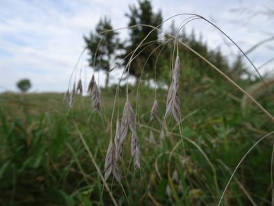 Bromus japonicus, photographed by Thomas Koffel