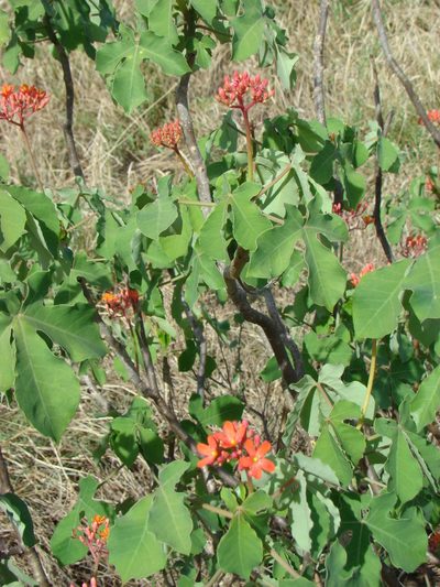 Jatropha grossidentata, photographed by fanfont