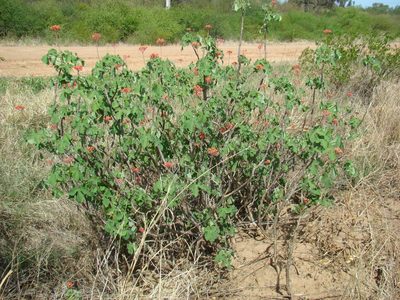 Jatropha grossidentata, photographed by fanfont