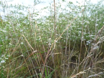 Panicum dichotomiflorum, photographed by Thomas Koffel