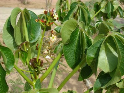 Jatropha macrocarpa, photographed by fanfont