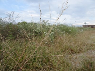 Panicum dichotomiflorum, photographed by Thomas Koffel